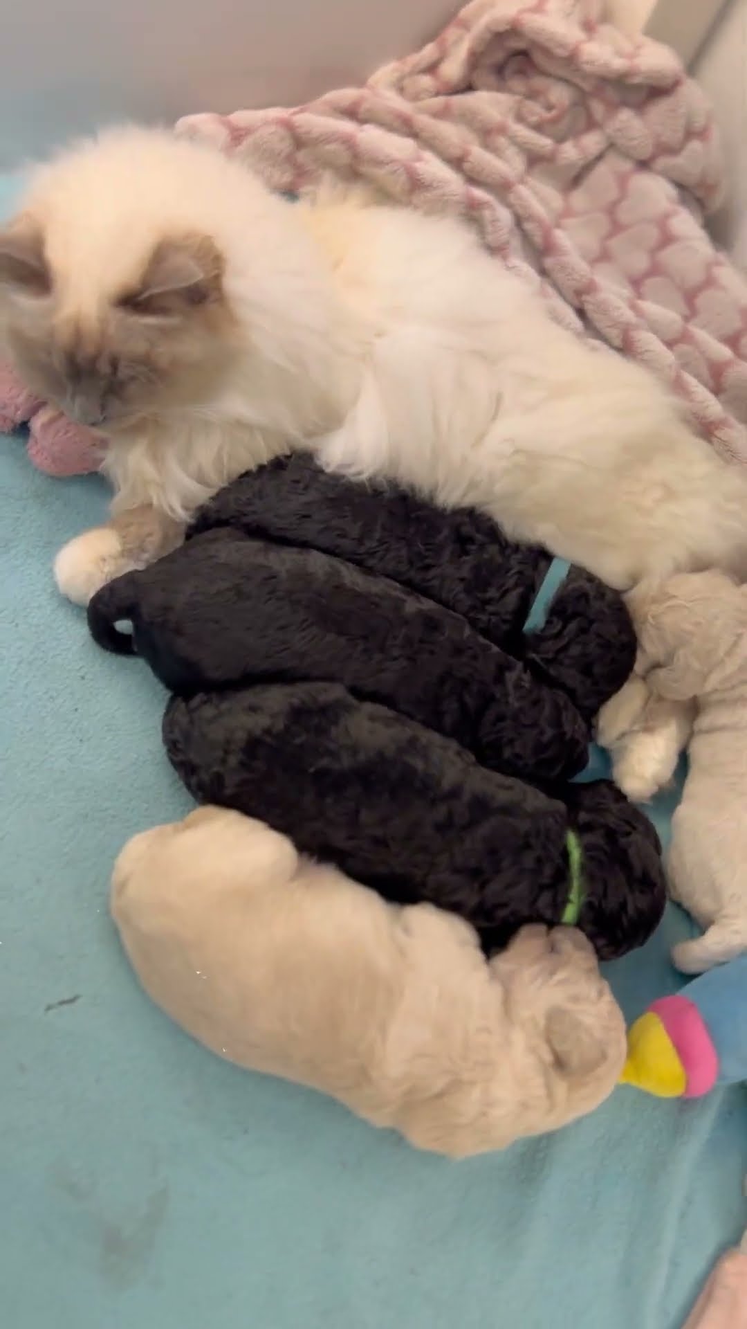 Cat Acts As Puppy Stepfather || ViralHog