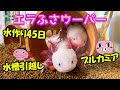 リセットして立ち上げ45日間水を回し続けたブルカミア水槽にウーパールーパー引越し！
