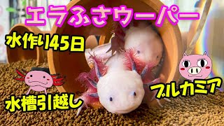 リセットして立ち上げ45日間水を回し続けたブルカミア水槽にウーパールーパー引越し！