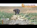 「これからが一番おいしい時期」阿久津曲がりねぎの収穫　一般的なものより甘く柔らかいのが特徴