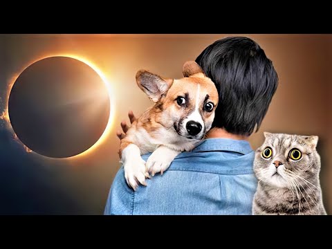 10 Strange Effects of Solar Eclipse