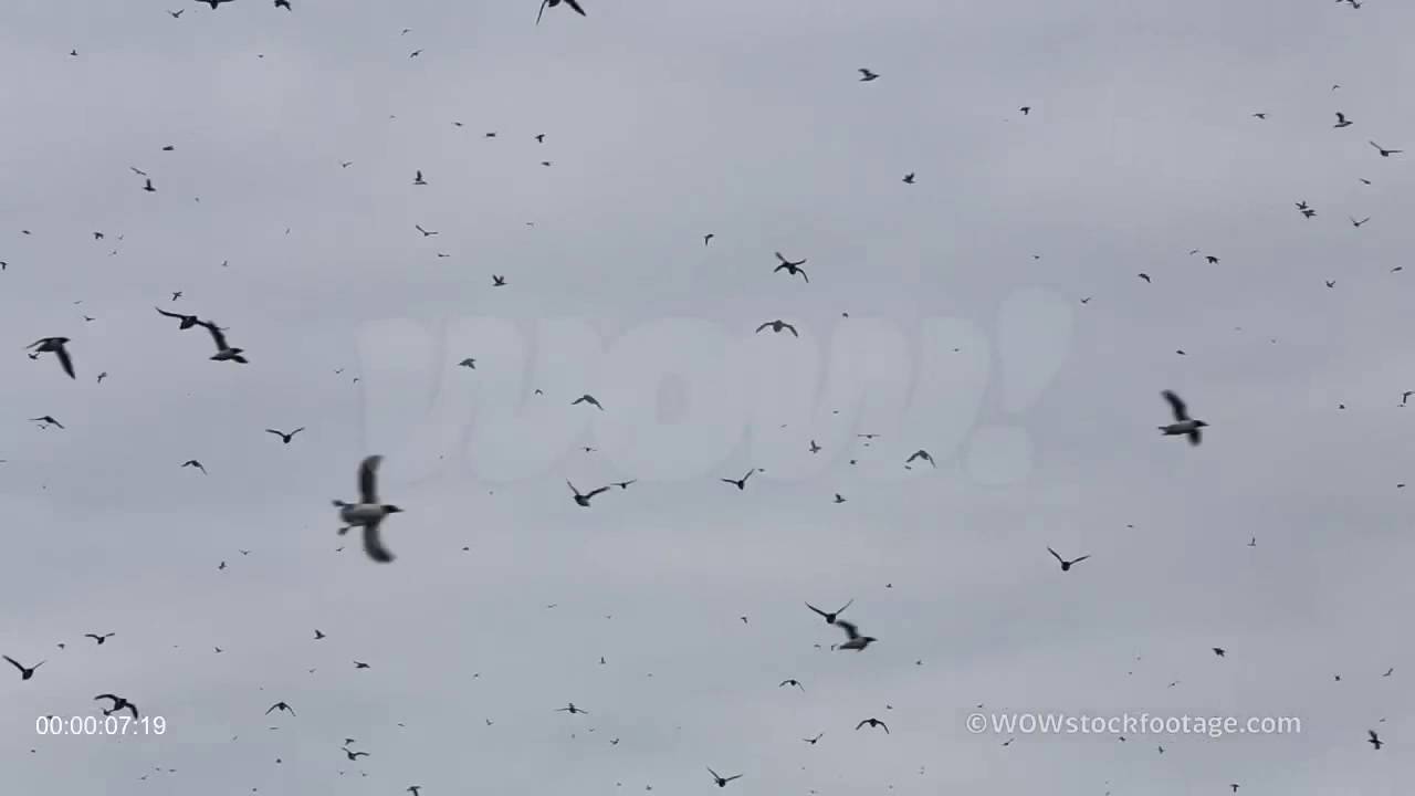 Alkefjellet birds SF2306