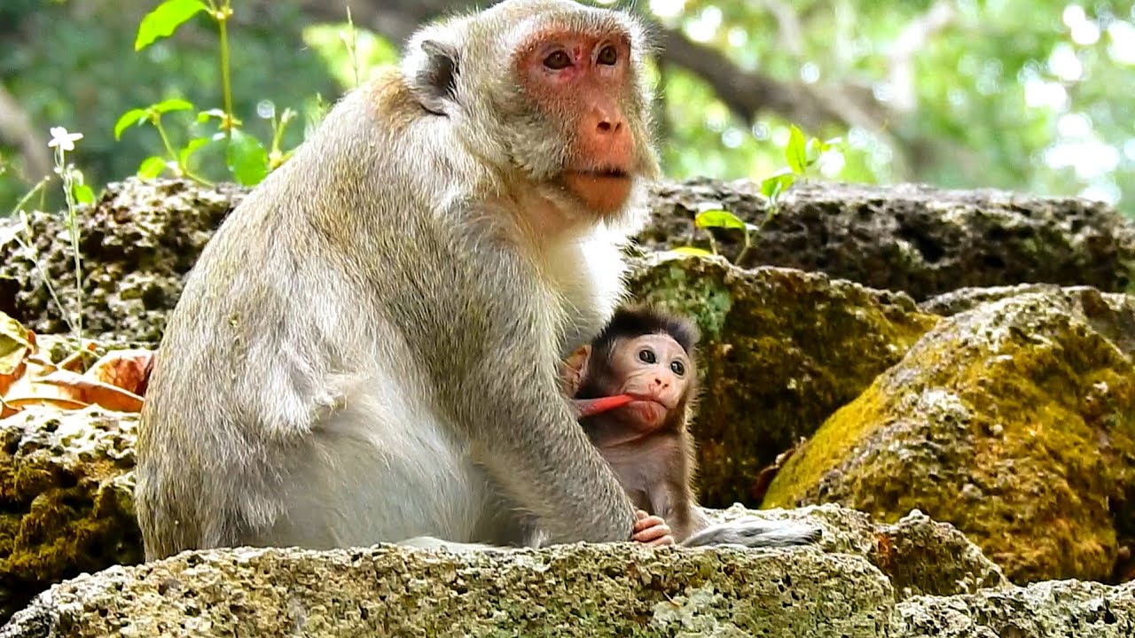 Cute Baby jody Pull Milk Mom Vert Happy, Jody Warm Up Milk & Enjoy Mom Take Care Baby From