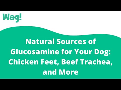 Video: Kippenvoeten, rundvlees-trachea's en andere natuurlijke glucosamine-bronnen voor honden