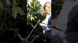 Pistachio Tree Transplant In May