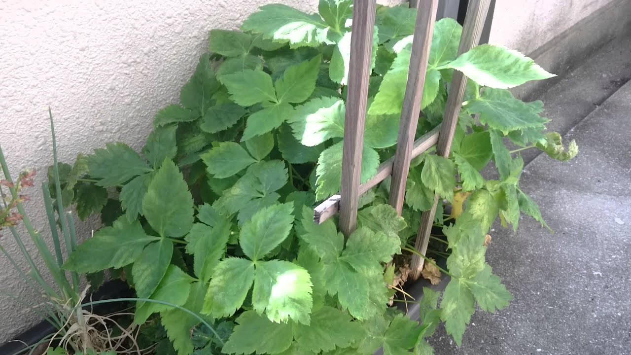 プランター栽培 三つ葉栽培 Youtube