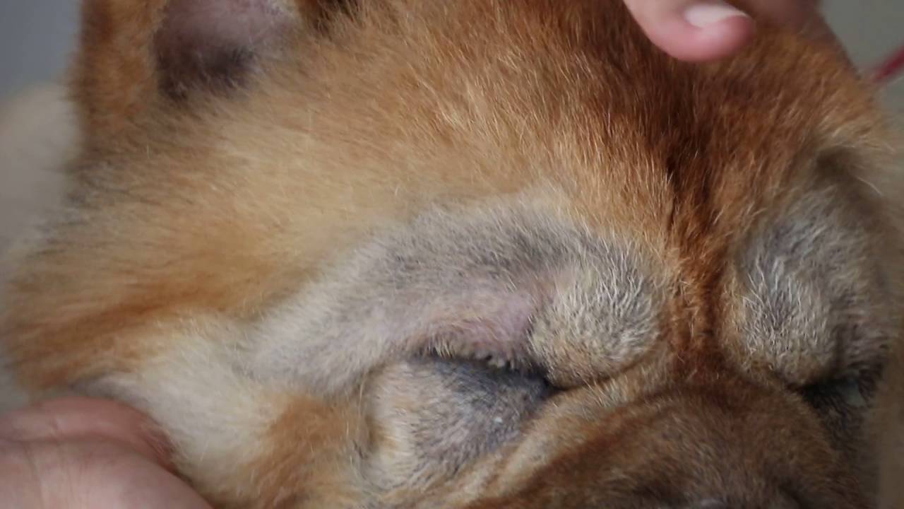 Examining the Chow Chow's entropion eyes before surgery Pt