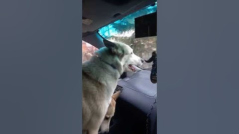 Когда уже нет сил терпеть #приключениялаек