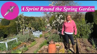 A Sprint Round the Spring Garden
Bunny shows the âshow offsâ in her spring garden: these include Ferrula communis, Azara microphylla, perennial honesty and Magnolia x loebneri, plus the recent âoff cutsâ from some instant hedging, that she has just planted to form into topiary.
She takes a quick tour round the major areas in her œ acre garden (excluding the meadow), explaining how it is designed to be maintained on less than two man days a week, and how it has to supply her in the lions share of meat, veg, eggs, herbs and a fair bit of fruit.
Bunny is always trying out different plants, techniques and ideas here, and has just planted some new hardier persimmon trees, Nikitas Gift and Roseyanka , which fruit within five years and some honey berries, Lonicera edulis.
#spring #garden A Sprint Round the Spring Garden