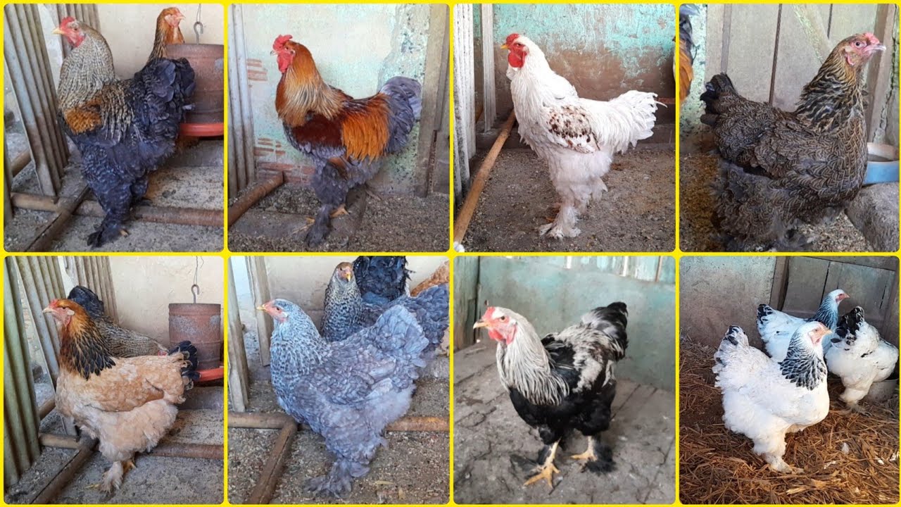 GALINHA DA RAÇA BRAHMA, PADRÃO E PROJETO DE CRIAÇÃO 