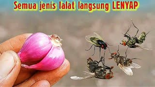 Ternyata cukup pakai ini !! RUMAH BEBAS LALAT SELAMANYA