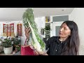 Grocery Shopping &amp; Cooking 🥟🥬