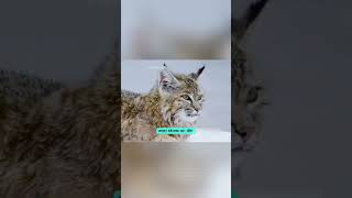 पानी से डरने वाला बॉबकैट आखिर नदी में क्यों कूदा? 😨#Bobcat #WildAnimals #NatureStory #AnimalVideo