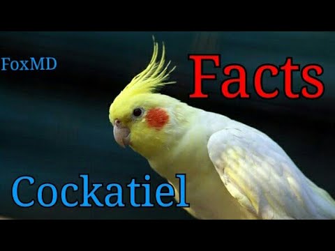 about cockatiels