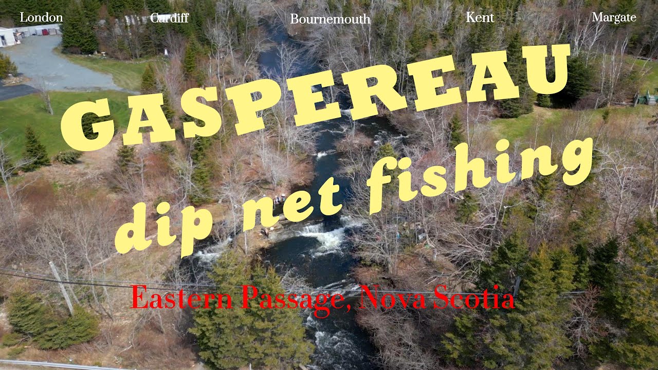 🐟😍 Swim with Gaspereau Up Close & Personal Dip Net Fishing Experience
