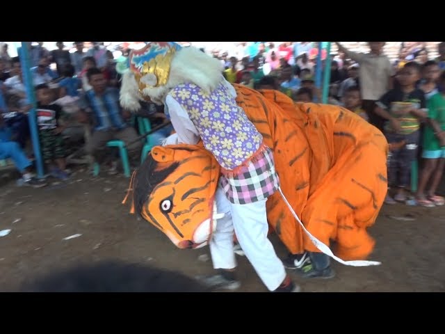 AKSI TARUNGAN MACAN DENGAN KERA BUROK CINTA NADA SHOW PAMULIHAN class=