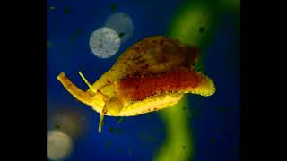 Culture d'algues marines et bouturage de coraux mous dans des micro cuves d'eau de mer.