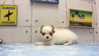 ワンラブ　名古屋市　ペットショップ　194393