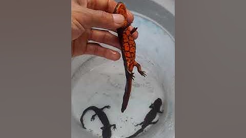 Cận cảnh cá cóc tam đảo (loài đặc hữu của vùng núi tam đảo )