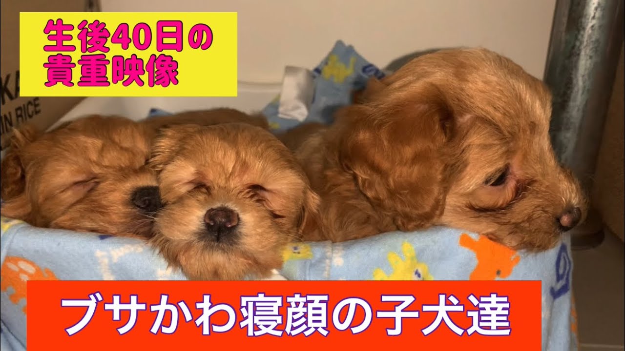 ブサカワ犬になった子犬の寝顔 膝にのりたいトイプードル子犬 出産 40日 My Dog Had Puppies Cute Puppies Toy Poodle Puppies Puppy Youtube