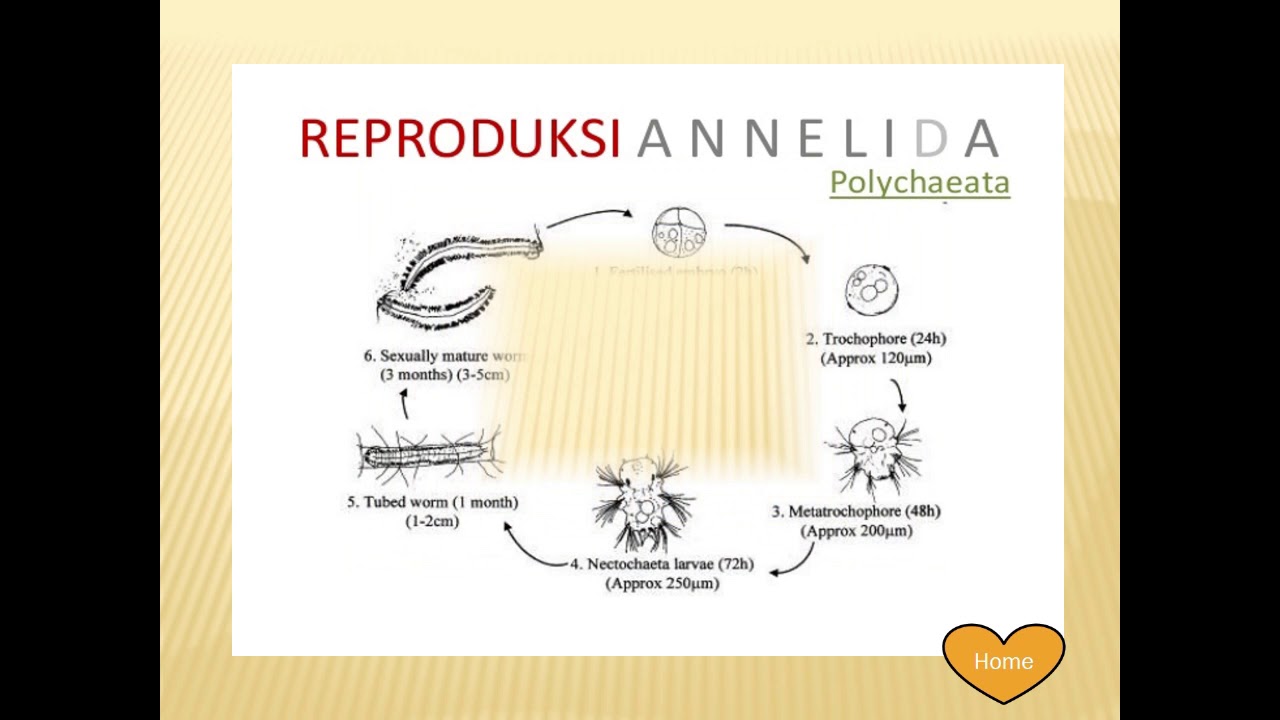 reflexológia paraziták élelmezés a paraziták eltávolítására