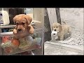 「絶対に笑う」あり得ないことをする犬★おもしろい犬のハプニング, 失敗画像集 #32