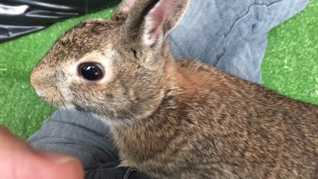 Bunny eating pellet food YouTube
