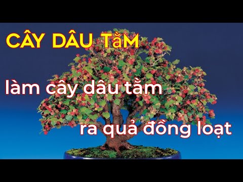 Video: Cây Dâu Tằm Không Quả Là Gì - Mẹo Trồng Và Cách Chăm Sóc Dâu Tằm Không Quả