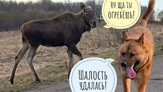 Лось Чуть Не Сожрал Нас С Псом Кубиком Лось Облизывается И Прижимает Уши? Вам Звездец