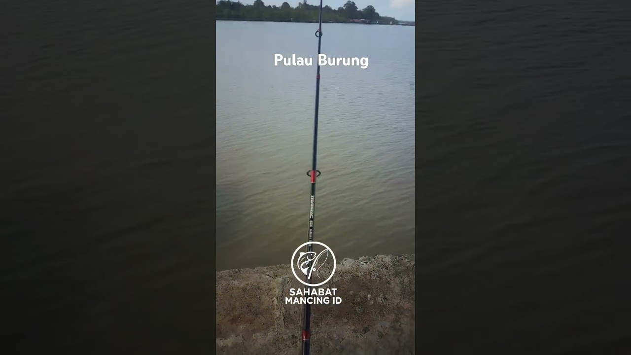 🎣 Spot Kita Di Pulau Burung Bosku 
