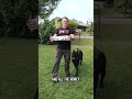 125-Lb Cane Corso PROTECTS Suitcase Full of Money