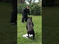 125-Lb Cane Corso PROTECTS Suitcase Full of Money