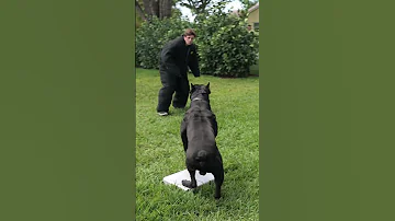 125 Lb Cane Corso PROTECTS Suitcase Full Of Money 