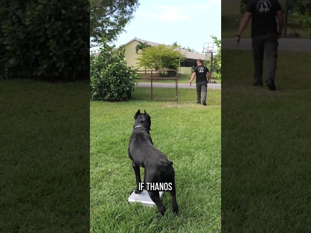 125-Lb Cane Corso PROTECTS Suitcase Full of Money