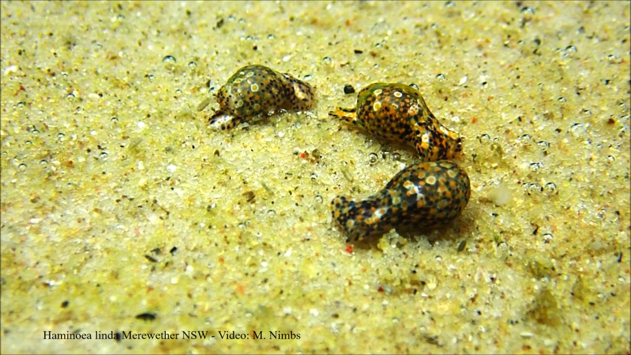 Haminoea linda - Merewether Baths, NSW
