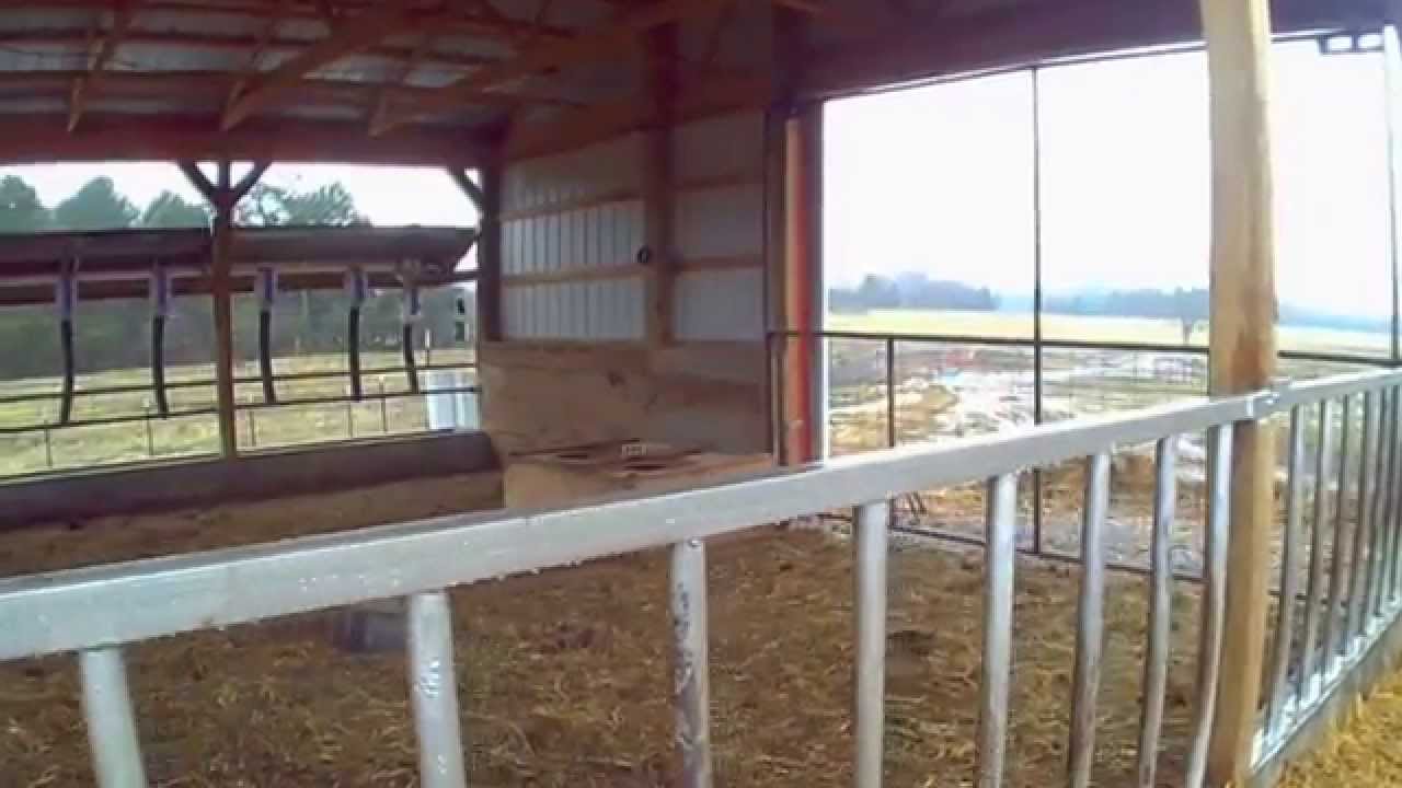 Heifer Barn Tour Youtube