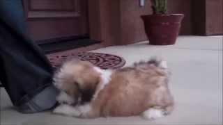 teddy bear malshi