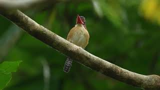 カザリショウビン ♂ / Banded kingfisher male 4K