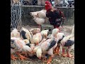 Gà đông đảo nở từ máy ấp trứng (Video khách gửi sau khi mua máy ấp trứng Tuấn Trình)