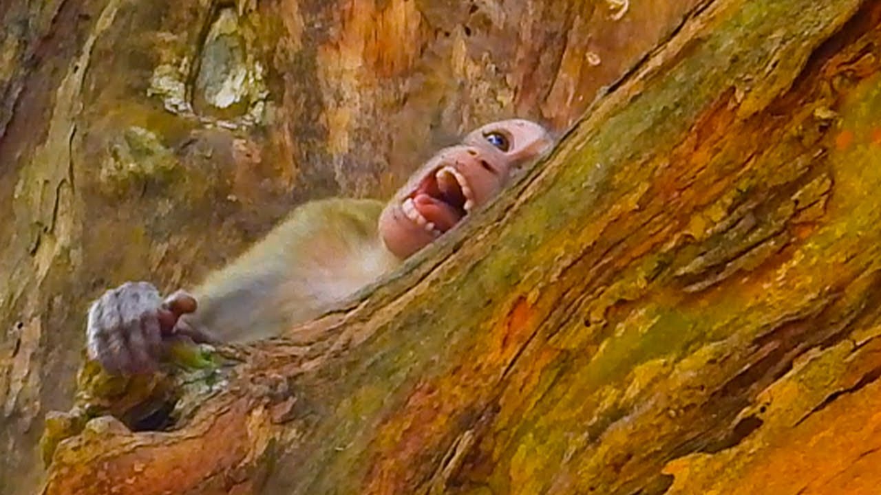 Crying Horribl/baby Brighten crying seizures loudly because angry mom block milk terrible