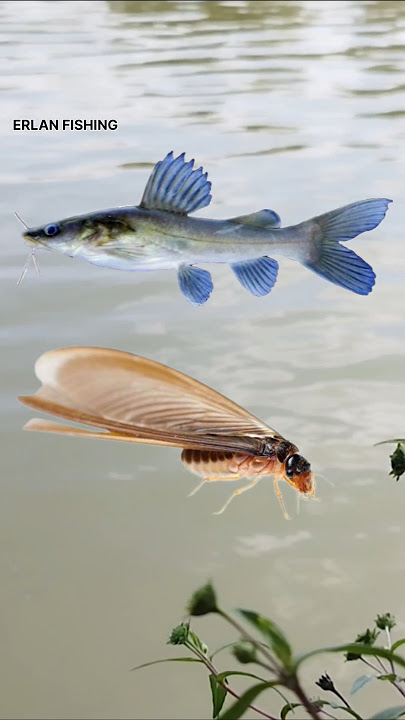 Umpan Paling Ampuh untuk Mancing Ikan Baung #shorts #fishing #tutorial #mancing