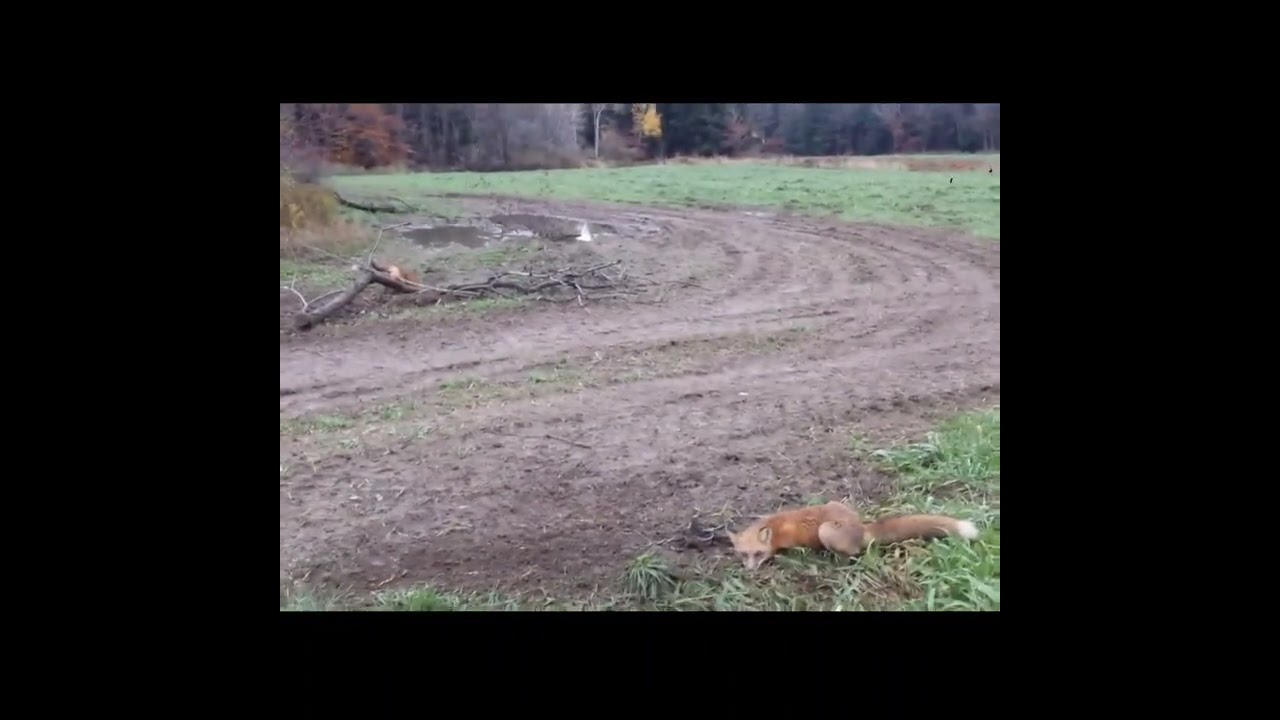 Double On Red Fox RedFox Trapping Coyote