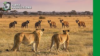 Wars of the Eternal Savannah | Wild Kingdoms | EP Documentaries