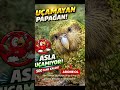 Uçamayan papağan kakapo                    #papağan #kuşlar