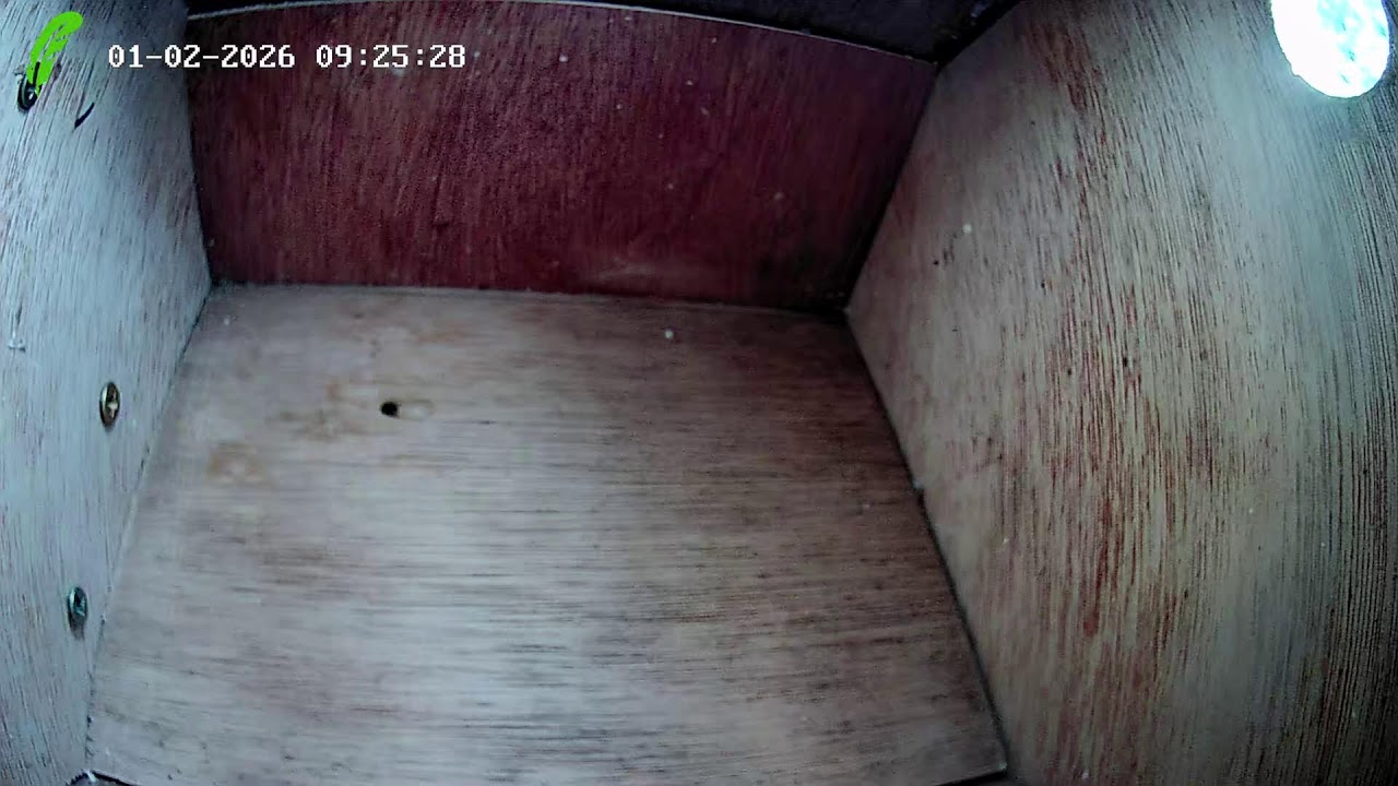 🔴 Wild Sleeping Blue Tit - Cornwall Wildlife Garden & Nest Box