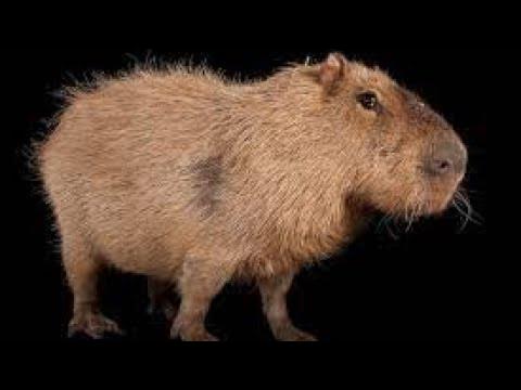 Capybara Song 10 hours version - YouTube