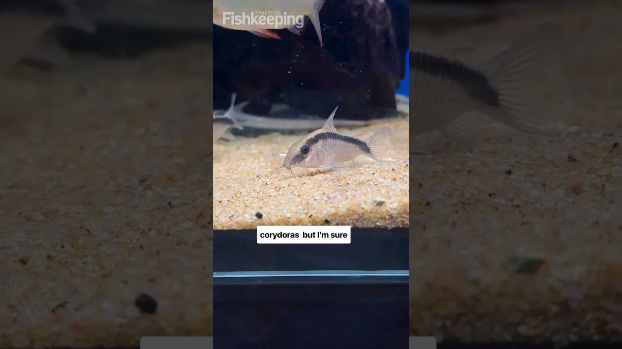 Do you know the new names for the Corydoras?