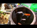演歌福神自宅の花 2026年5月14日PM15時撮影『熊本県八代市』晴れ
