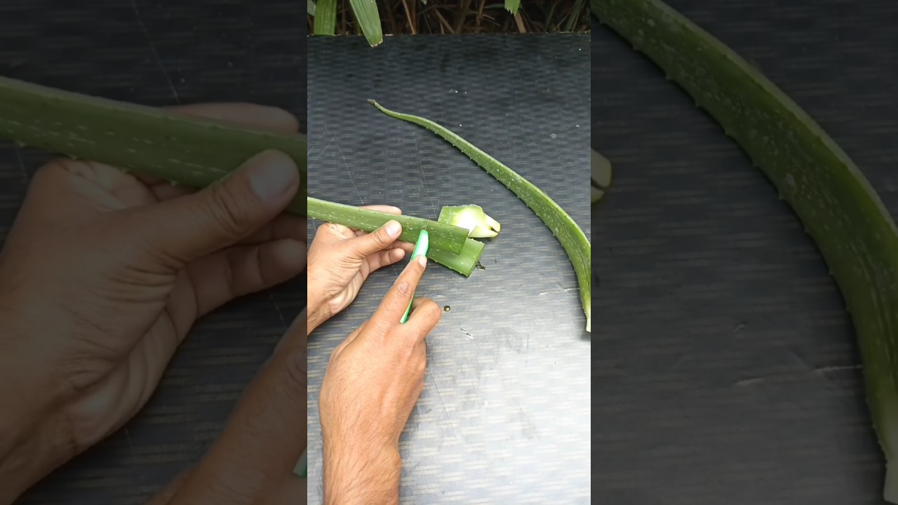 How to grow Aloevera from cutting 