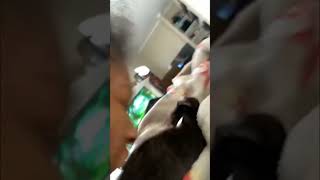 Kitten Wrestle with Owner’s Hand